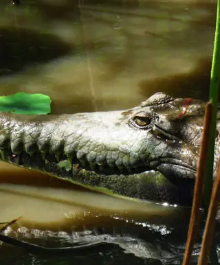 Beobachte Salzwasserkrokodile am Mary River